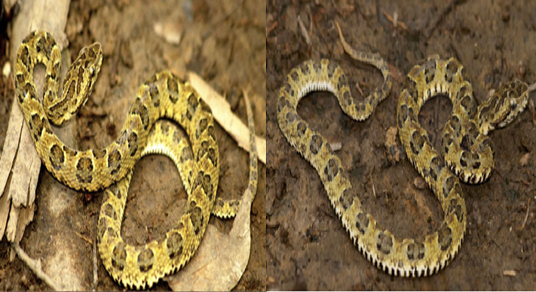 Foto-nueva-serpiente.png