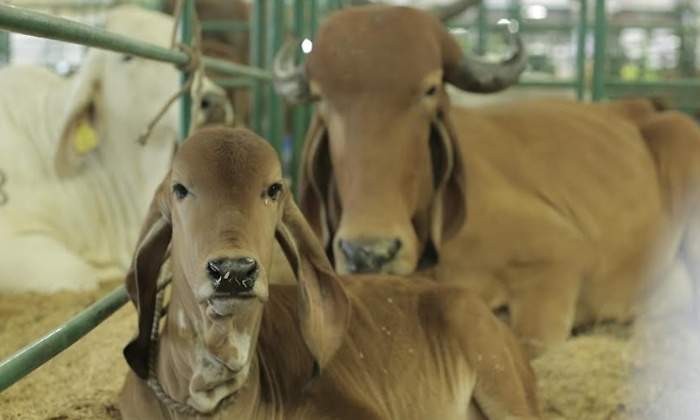 vaquitas agro