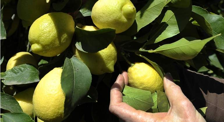 LIMONES-770.jpg