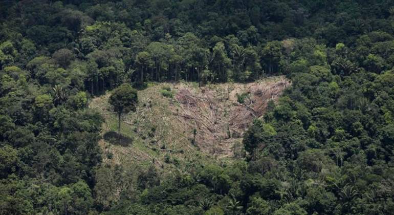 bosques-deforestacion