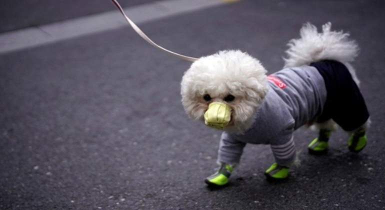 perro-coronavirus-hong-kong.jpg