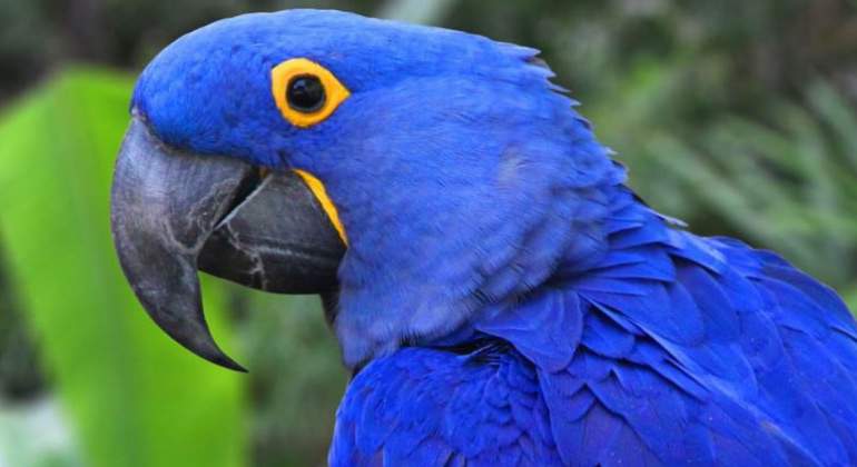 guacamaya--Insyagram.jpg