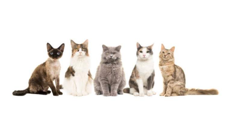Gatos-istock-770.jpg