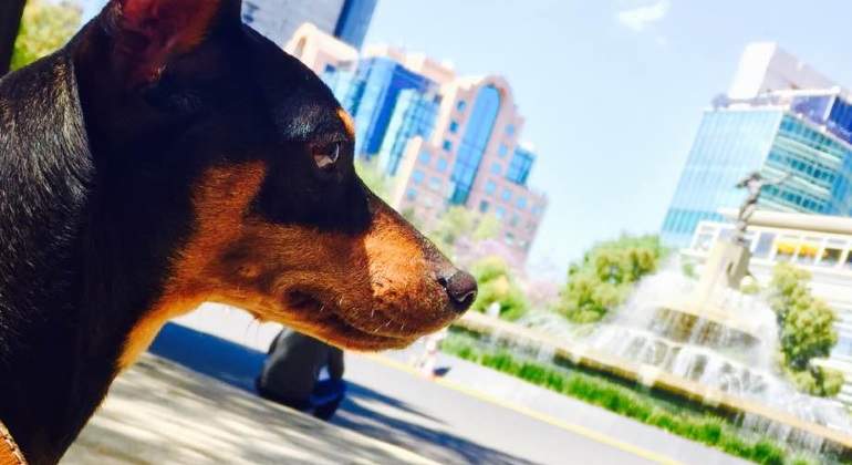 Tyler-perros-cdmx-eh-770.jpg