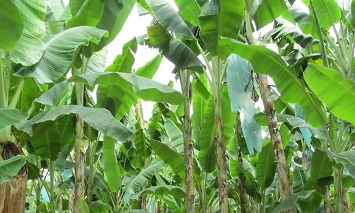 plantacion babano
