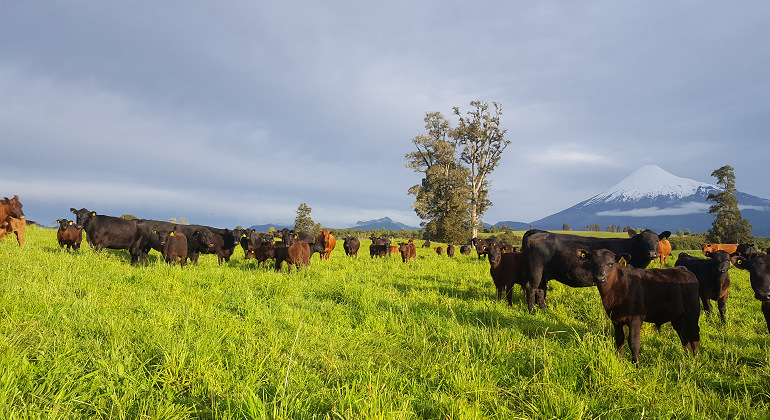 campo-vacas.nestle.archivo.png