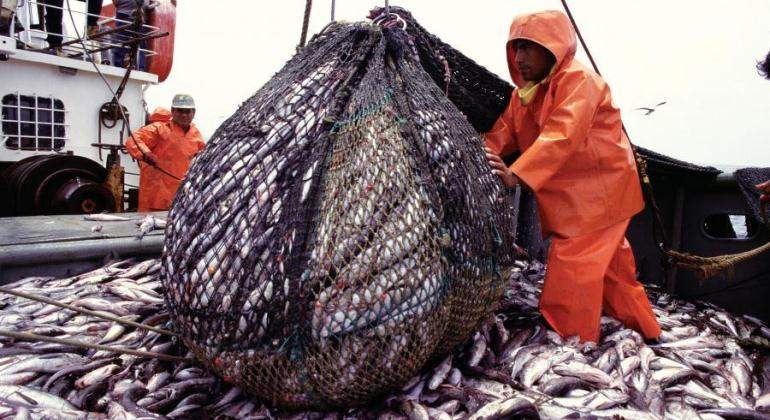 Pesca