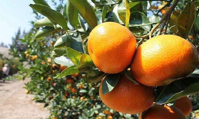 mandarina770.jpg