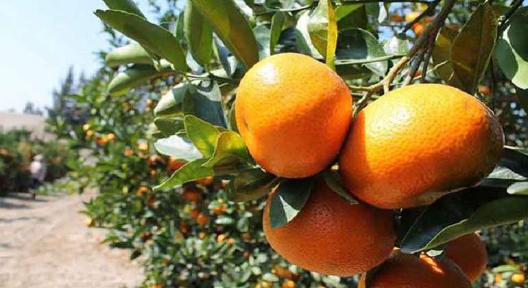 mandarina770.jpg