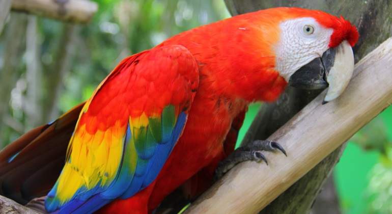 Guacamaya-roja-770.jpg