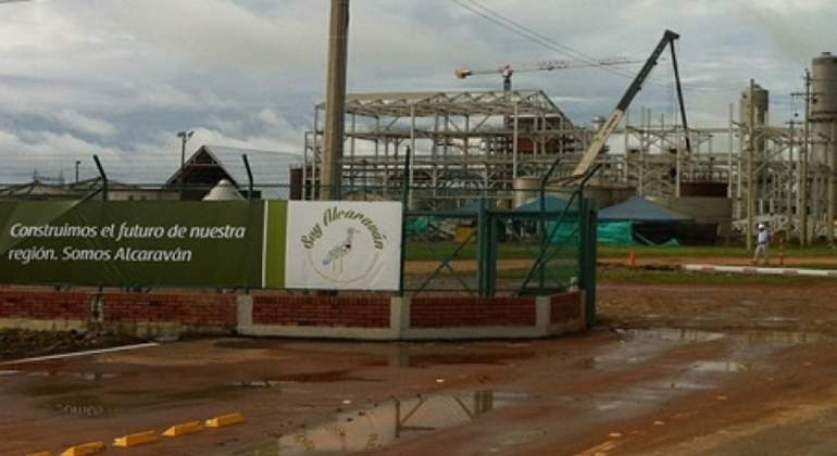 planta-alcaravan