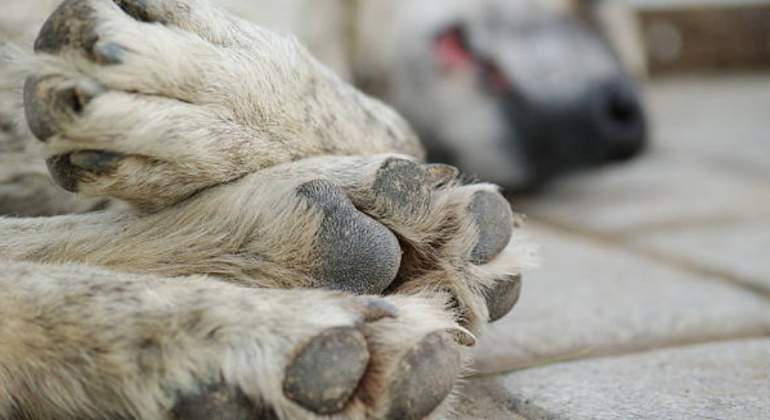 patitas-de-perro-770.jpg