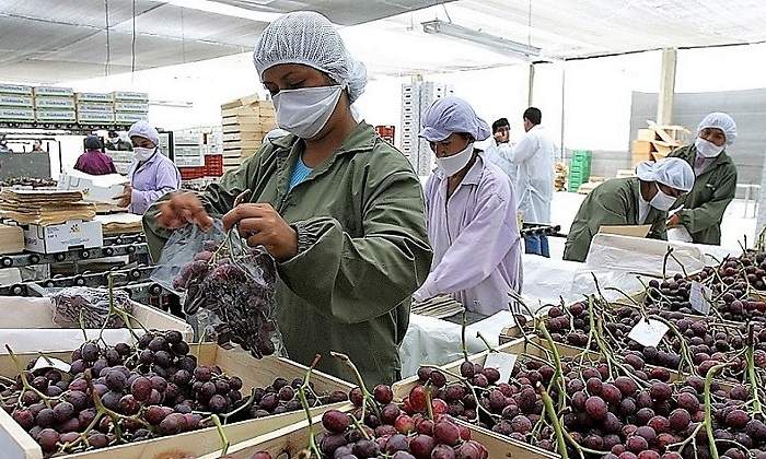Uvas