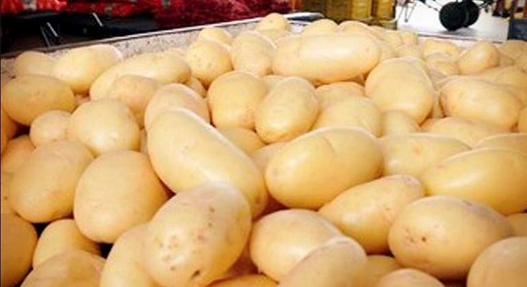 Ordenan frenar importación de papa de EU por tener plagas