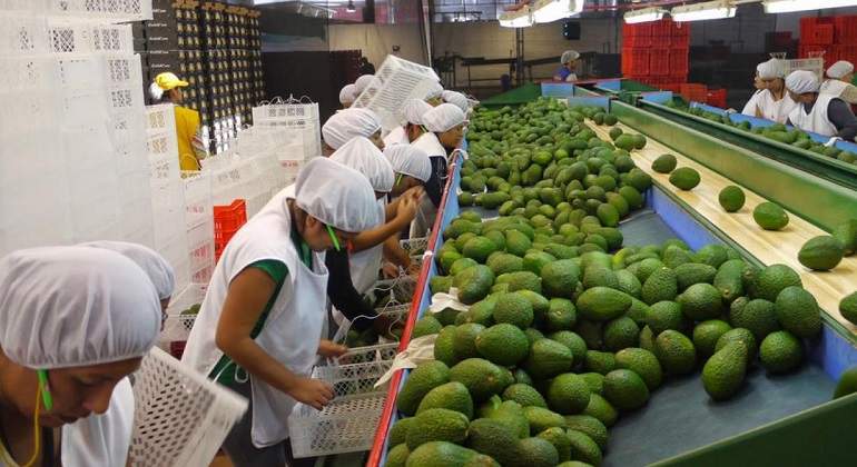 agroexportacion770.jpg