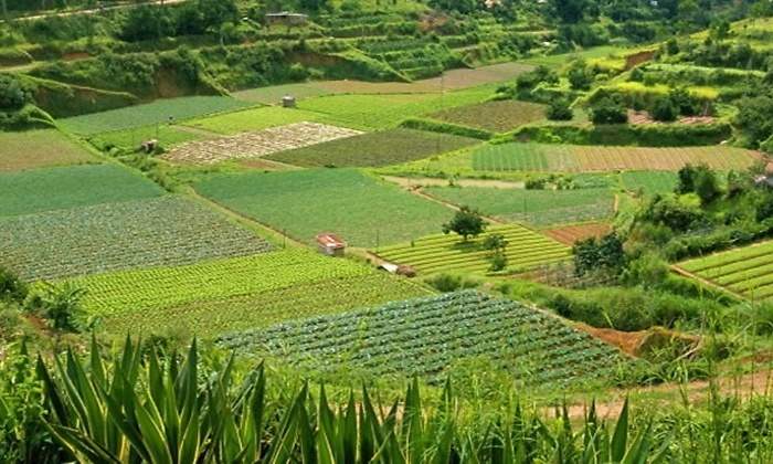 agro cultivos