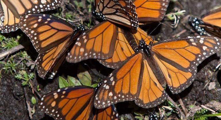 mariposas-monarca-770.jpg