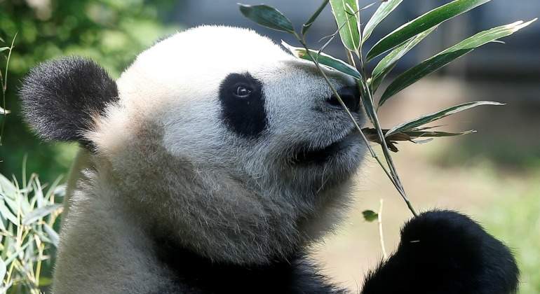 Nace oso panda gigante en zoológico de Tokio