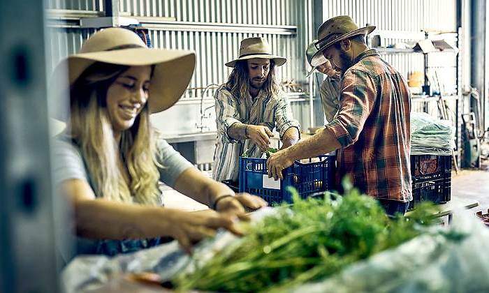 agricultores-jovenes-empaquetado-770-istock.jpg