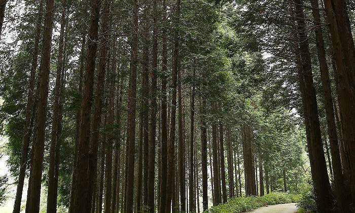 hinoki-madera-japon770.jpg
