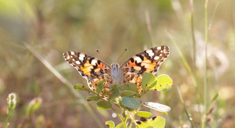La mariposa que recorre 4.000 kilómetros atravesando el Mediterráneo y el Sáhara