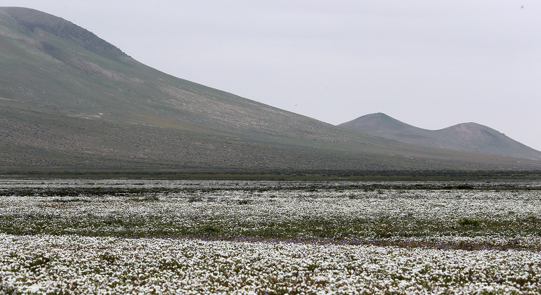 desierto-florido-atacama-chile-efe.png