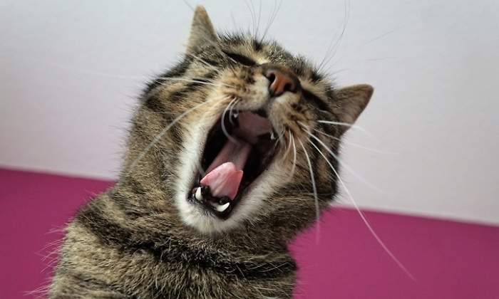 gato-bocaza-dreams.jpg