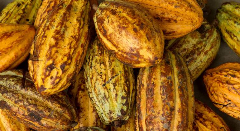 cacao.jpg