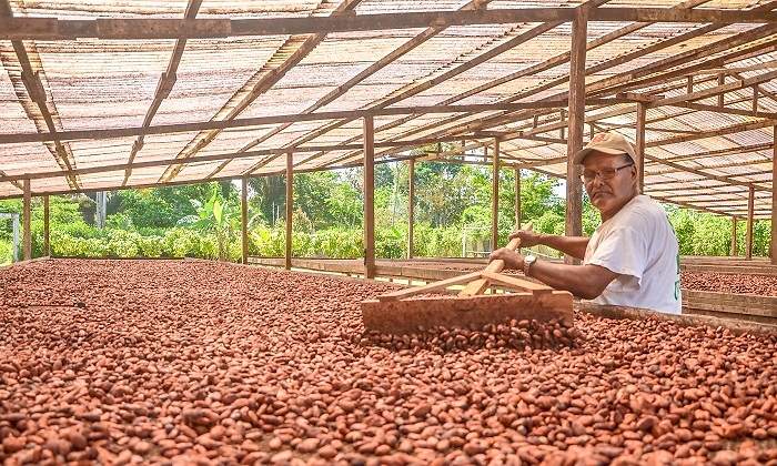 Cacao de Hunuco