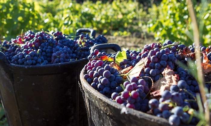 uva_vino_vid_ee.jpg