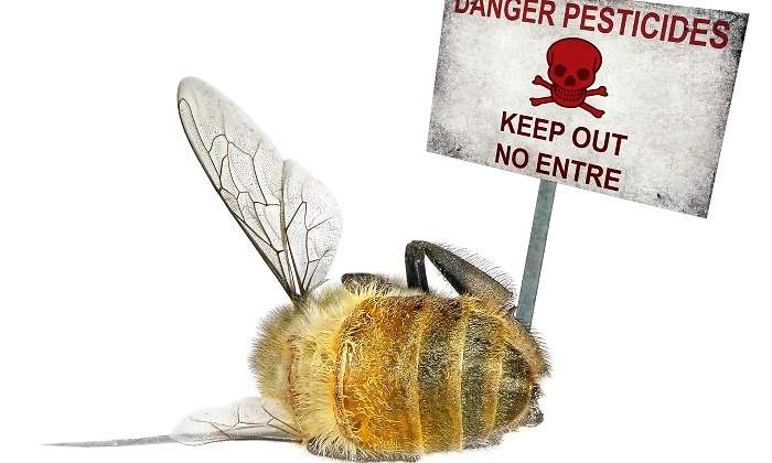 pesticidas-abeja-difunta.jpg
