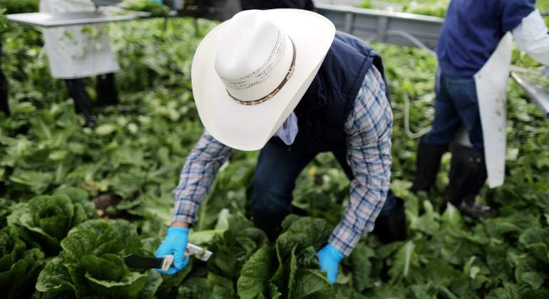 agricultor-migrante-lechuga-california-reuters.jpg