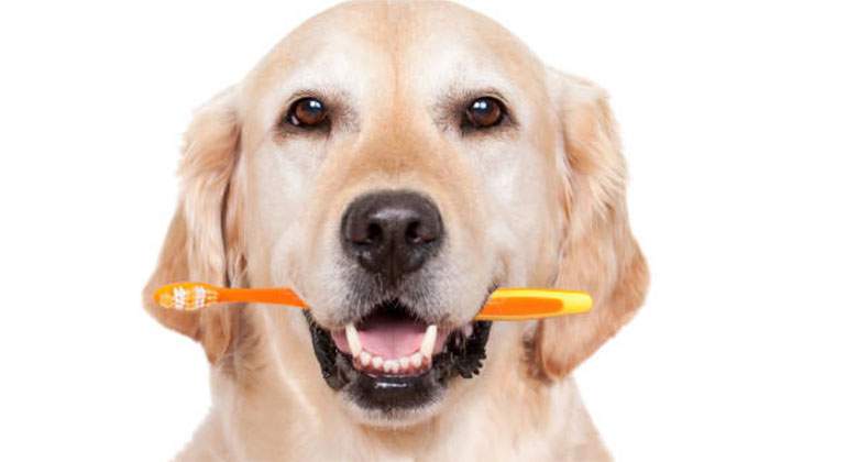 higiene-dental-perro.jpg