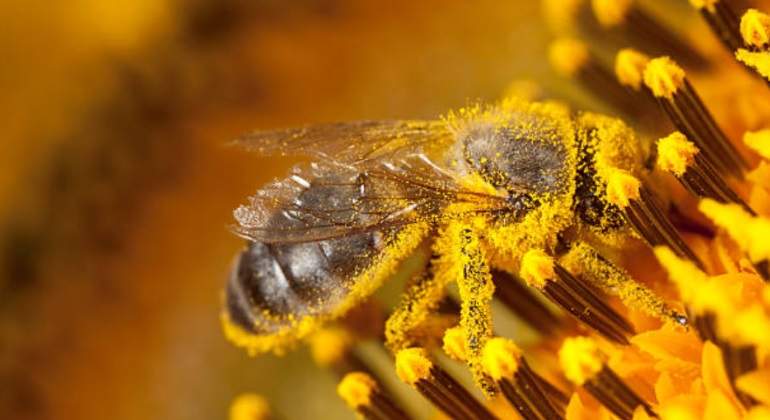 polinizacion-abeja-770.jpg