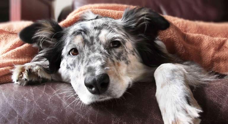 Perro-istock-770.jpg