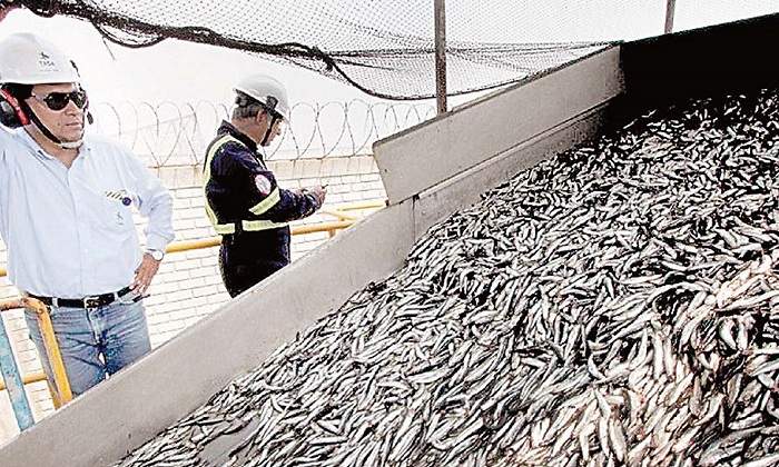 Anchoveta