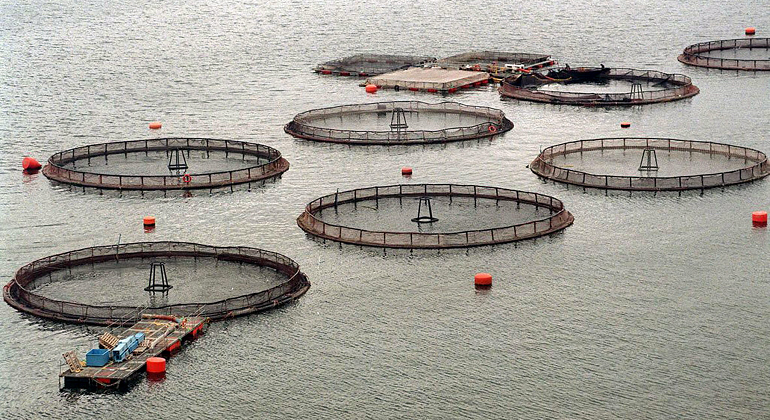 salmoneras-instalaciones-efe.png