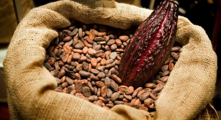 Cacaoteros participarán en VIII salón del cacao