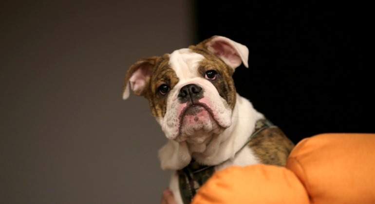 Perro-Cachorro-Reuters-2017.jpg