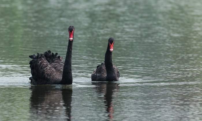 cisnes-negros-australia.jpg