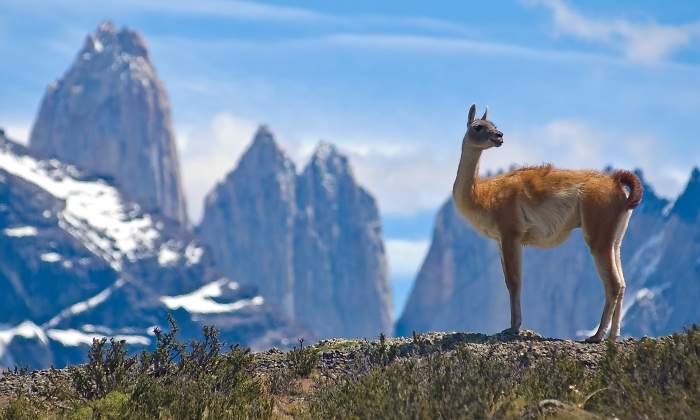 chile_guanaco_patagonia_770_dreamstime.jpg
