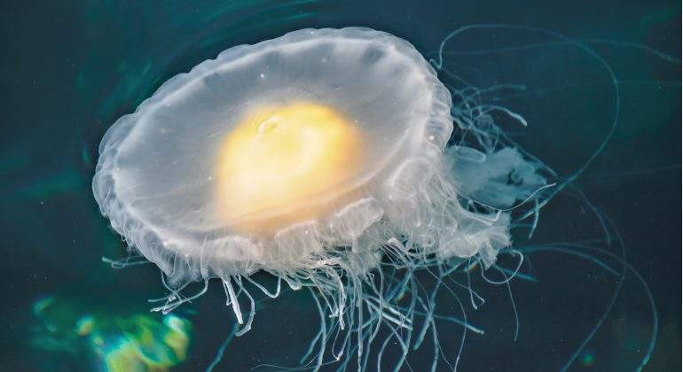 El aumento de medusas 'huevo frito' y de otras especies y la proliferación de algas