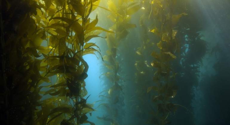 Un alga procedente del Caribe amenaza con conquistar el Estrecho