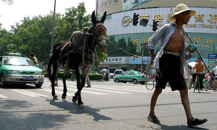 burro-xian-china.jpg