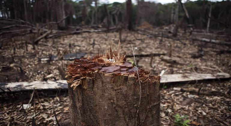 bosque_reuters.jpg