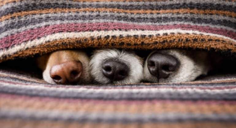 Perros-frio-770.jpg