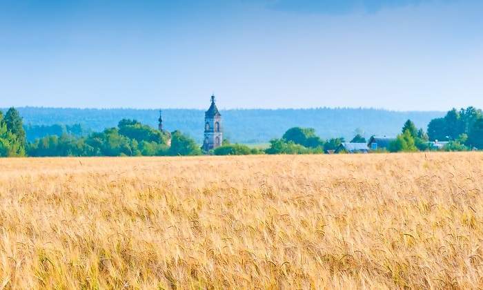 campo-ruso-trigo.jpg