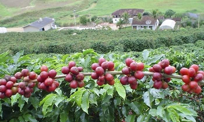 cultivo cafetero