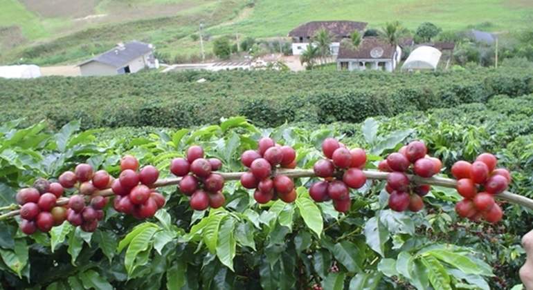 cultivo cafetero