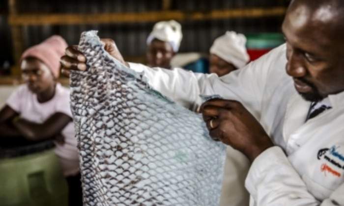 perca-cuero-pescado-piel-moda-sostenible-fao.jpg